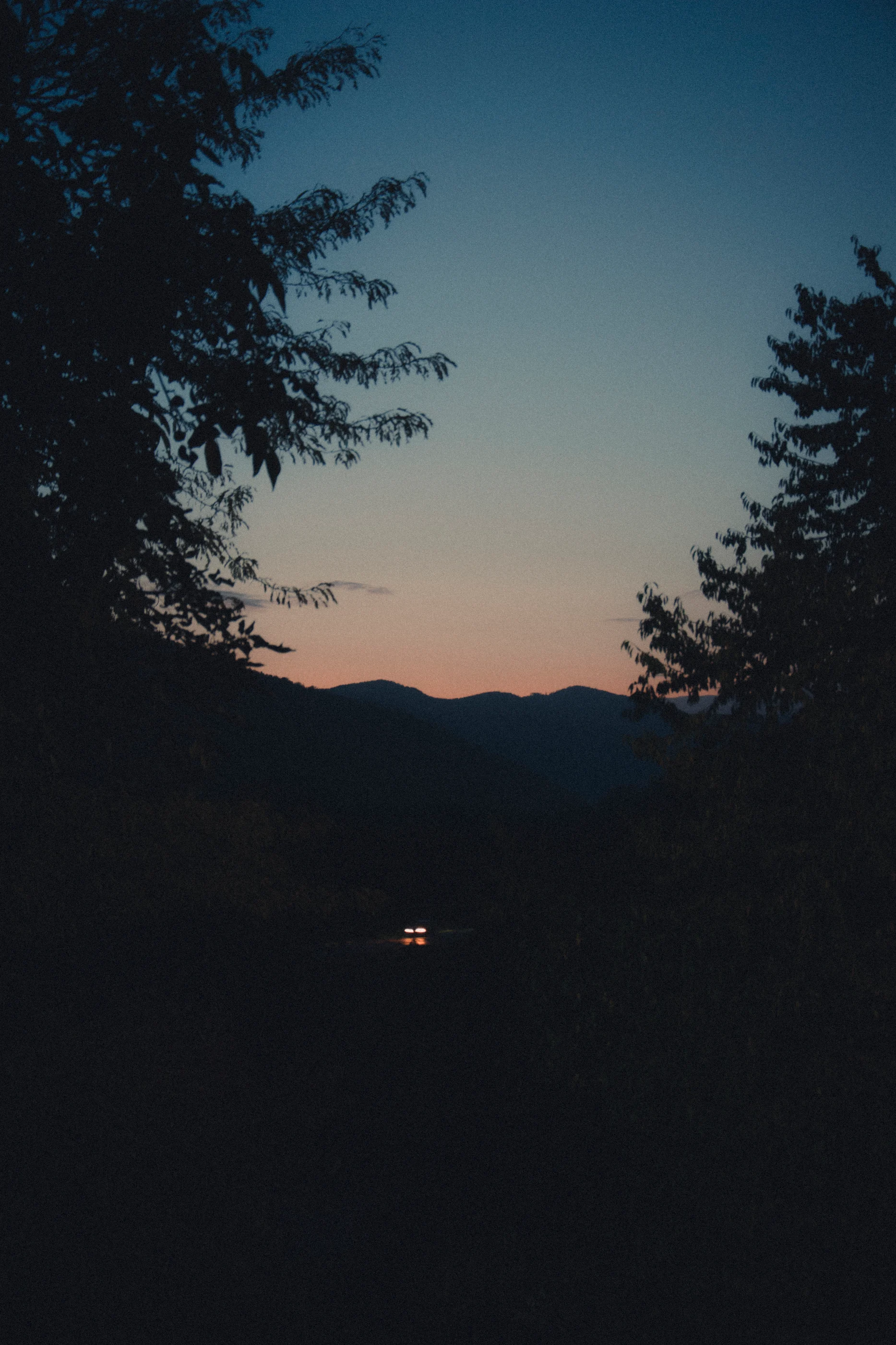 A vertical view of twilight through the trees